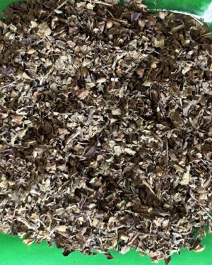 Holy basil