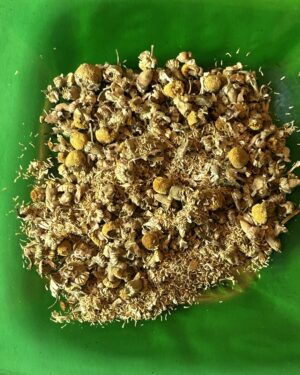 Chamomile