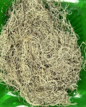 Usnea Lichen